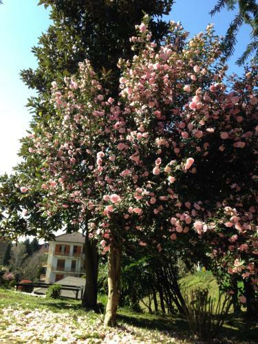 Apartamento Appartamento La Camelia