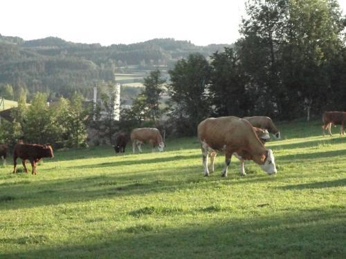 Bed & Breakfast Ferienhof Stanzl