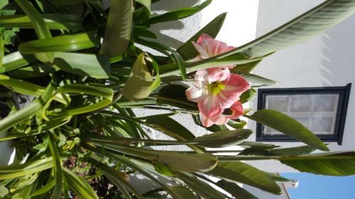 Apartamento Guesthouse Niriides