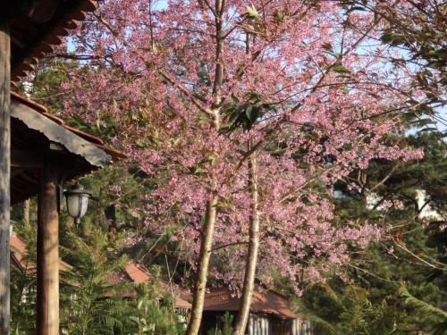 Hotel Osaka Village Dalat