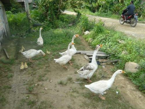 Agroturismo Lucky Bamboo