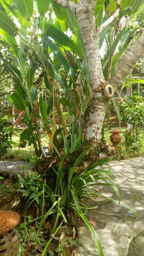 Hostal Tam Tinh Vien Homestay