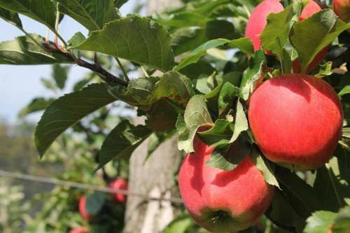 Agroturismo Obst & G�stehof Brandl