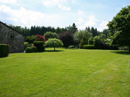 Les Camomilles En Fagne Fleurie