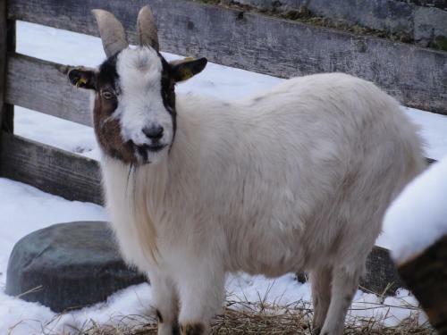 Agroturismo N�glhof