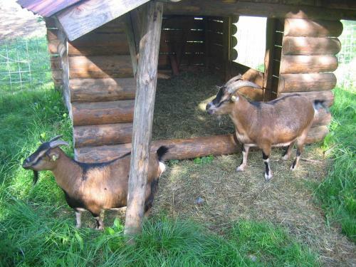 Agroturismo Russbachbauer
