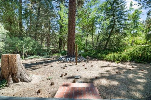 Peaceful Pines Panorama