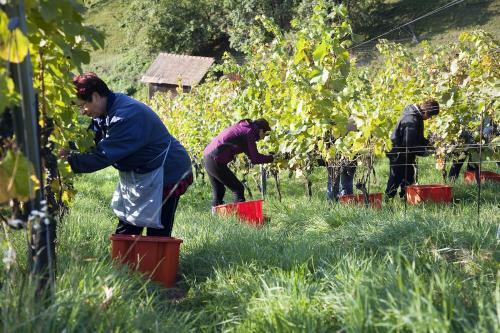 Hostal Weingut Tauss