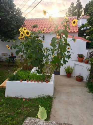 Hostal The Azores Homestead