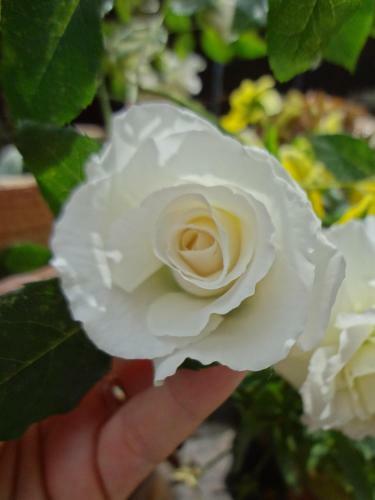 Apartamento Haus Bichl