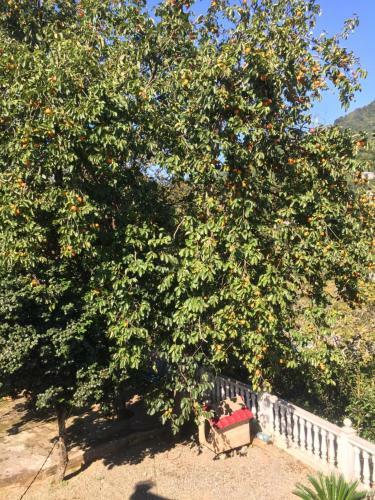 Apartamento Guest House Veli