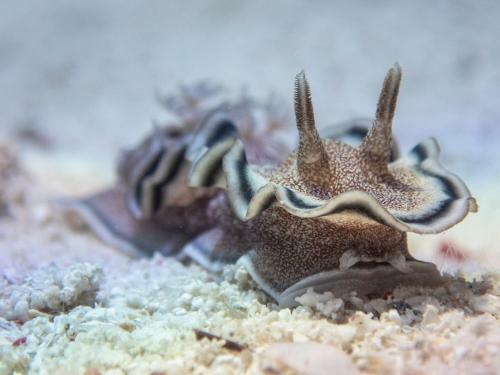 Albergue Alegria Dive Resort