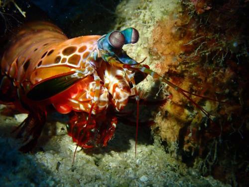 Albergue Alegria Dive Resort