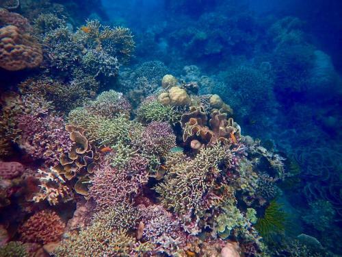 Albergue Alegria Dive Resort