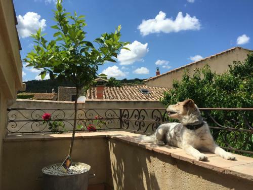 Apartamento Holidays In Lagrasse