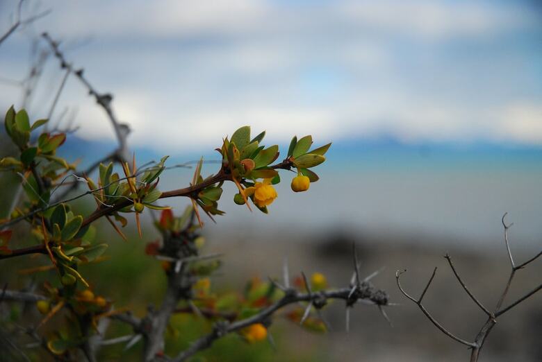 Hotel Alto Calafate