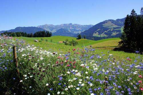 Apartamento Auf Bauernhof: Studio Mit Traumhafter Aussicht