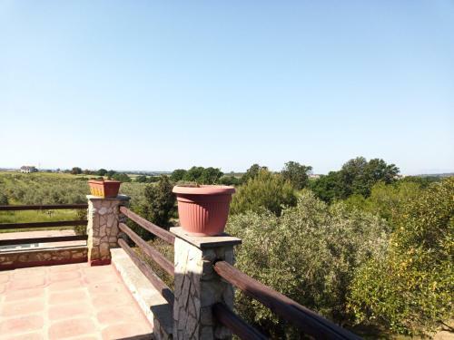 Volpi Della Maremma
