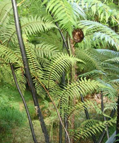 Bed & Breakfast Morepork Riverside Lodge
