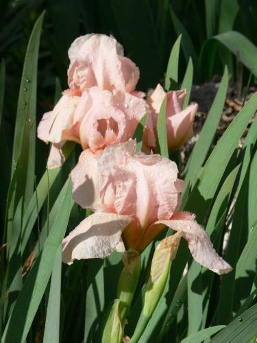 Garden View Bed & Breakfast Rolleston