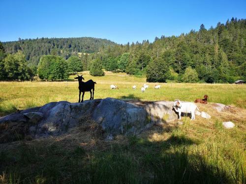 Apartamento B2 Schwarzwald-ferienwohnung