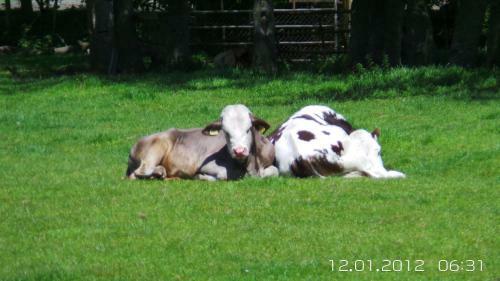 Bed & Breakfast Prins Hendrik