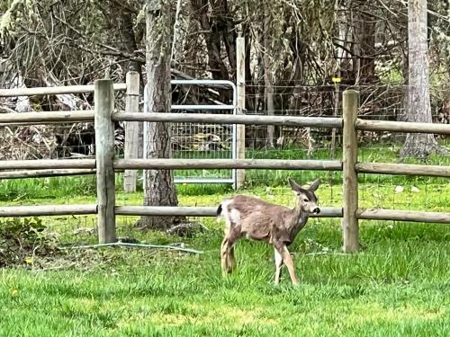 Agroturismo Nisqually Highland Ranch!