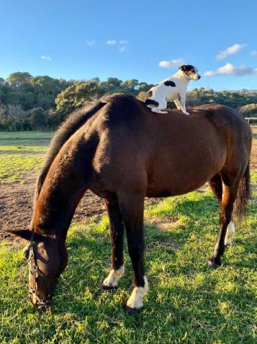 Agroturismo Casa Rural Mol� Roquer