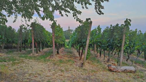 Apartm�ny U Z�mku