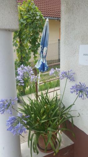 Hostal Zsoli Vend�gh�z