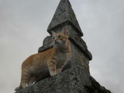 Hostal Quinta Do Ervedal- Castelo Novo