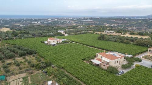 Cretan Vineyard Hill Villa II