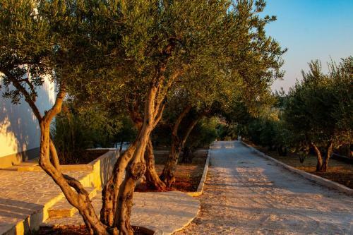 Luxury Villa Levantino Between Olive Trees