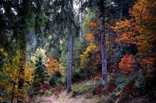 Apartamento B5 Schwarzwald-fewo An Der Alb
