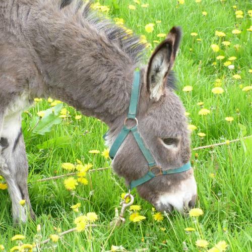 G�te Et Relais Equestre De Marie