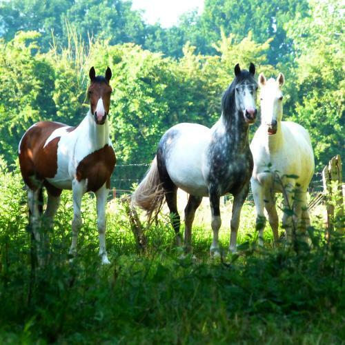 G�te Et Relais Equestre De Marie