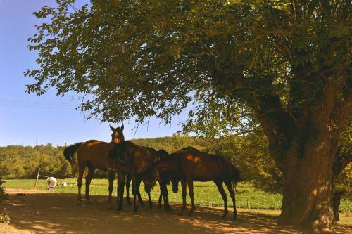 Bed & Breakfast Domaine De Belcayre