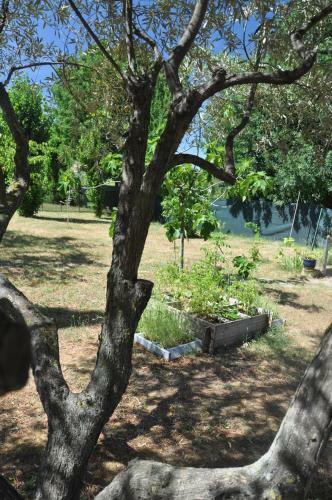 Bed & Breakfast Les 5 Oliviers