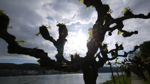 Rhineland Holiday Pinger Hotels