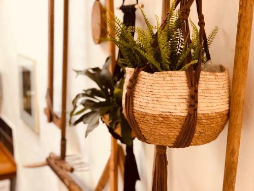 Apartamento Rincon Botanico At Tiagua81 Cosy Studio With Shared Pool