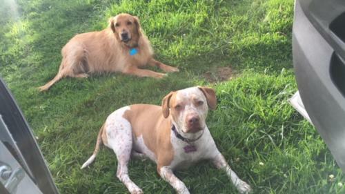 Finca San Carlos 100% Pet Friendly