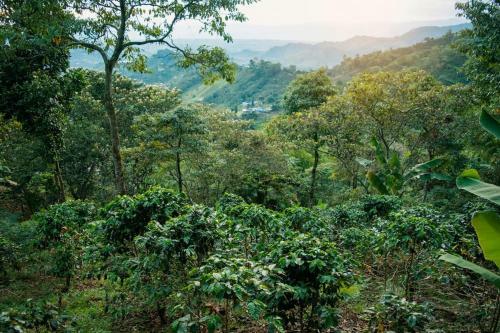 Agroturismo La Caba�a - Monte Jazm�n
