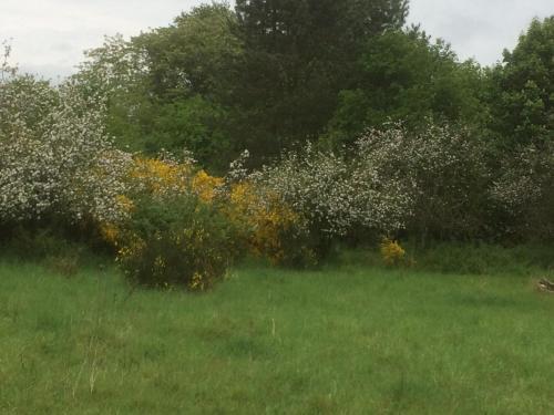 Bed & Breakfast Au Parc Aux Li�vres