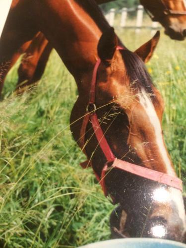 Bed & Breakfast Au Parc Aux Li�vres