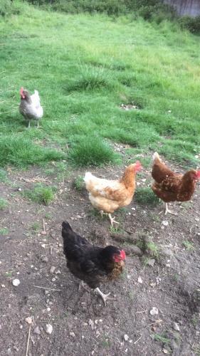 Bed & Breakfast Au Parc Aux Li�vres