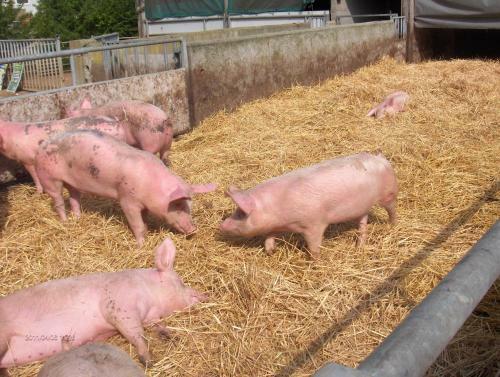 Bed & Breakfast La Ferme Chauvet