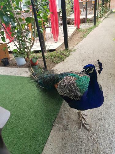 Finca Pradera Real