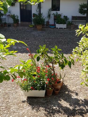 Apartamento Patio Andaluz Siglo XVI