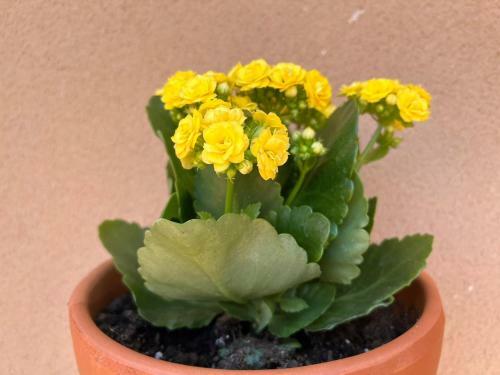 Apartamento Casa Cortijo Olivar