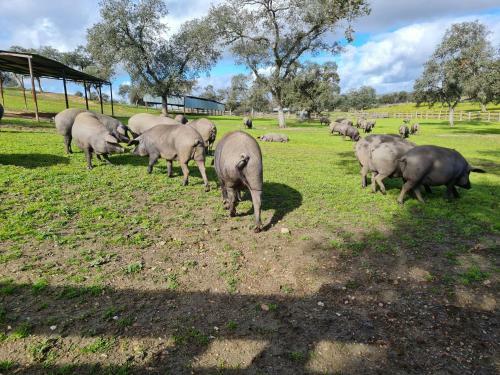 Hotel Alojamiento Rural Finca Barral